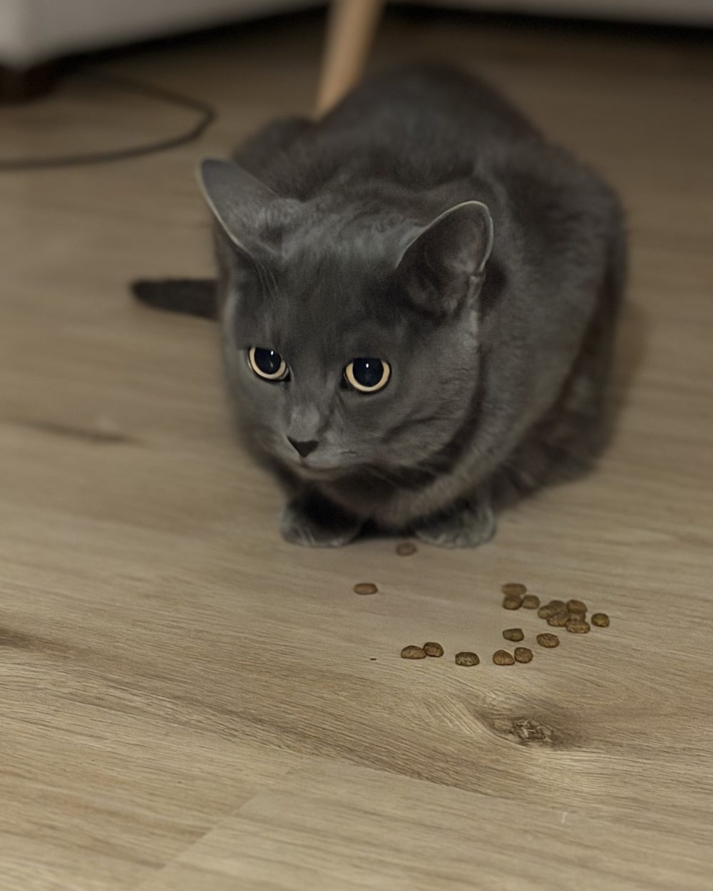 Katze Emma, grau, sitzt auf dem Boden